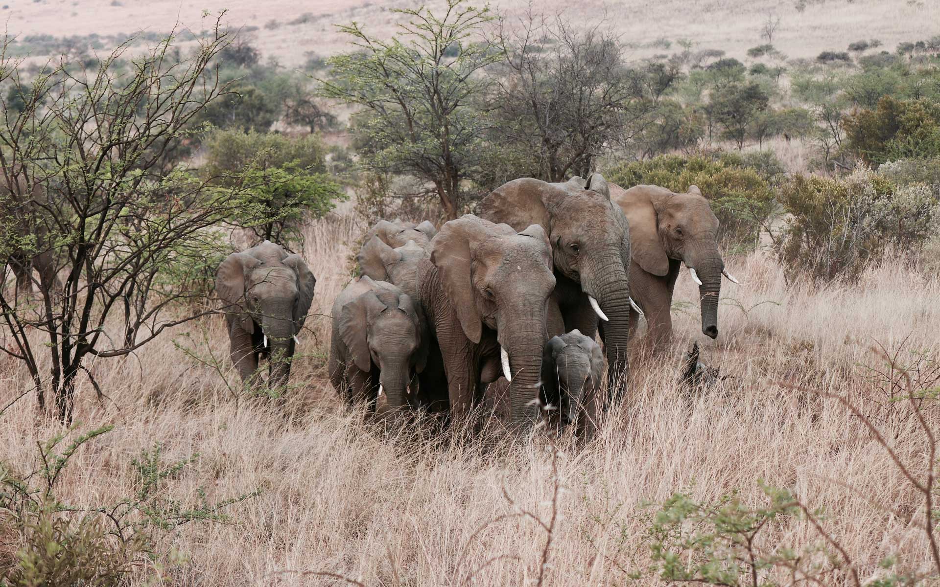 A herd of elephants walking together through a savannah landscape in Tanzania, with one large elephant leading the way.