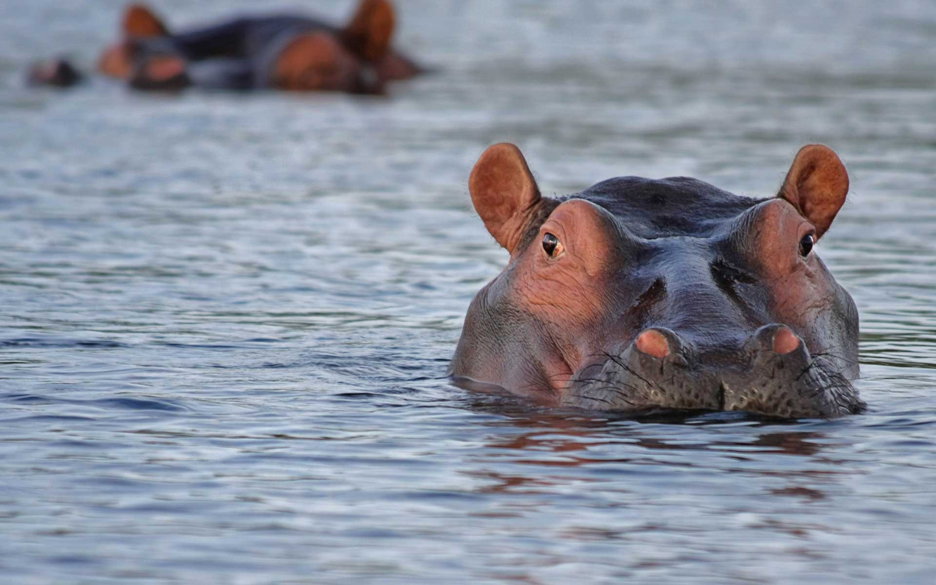 A hippopotamus with its head and back partially above water in a river or lake, surrounded by lush green vegetation.