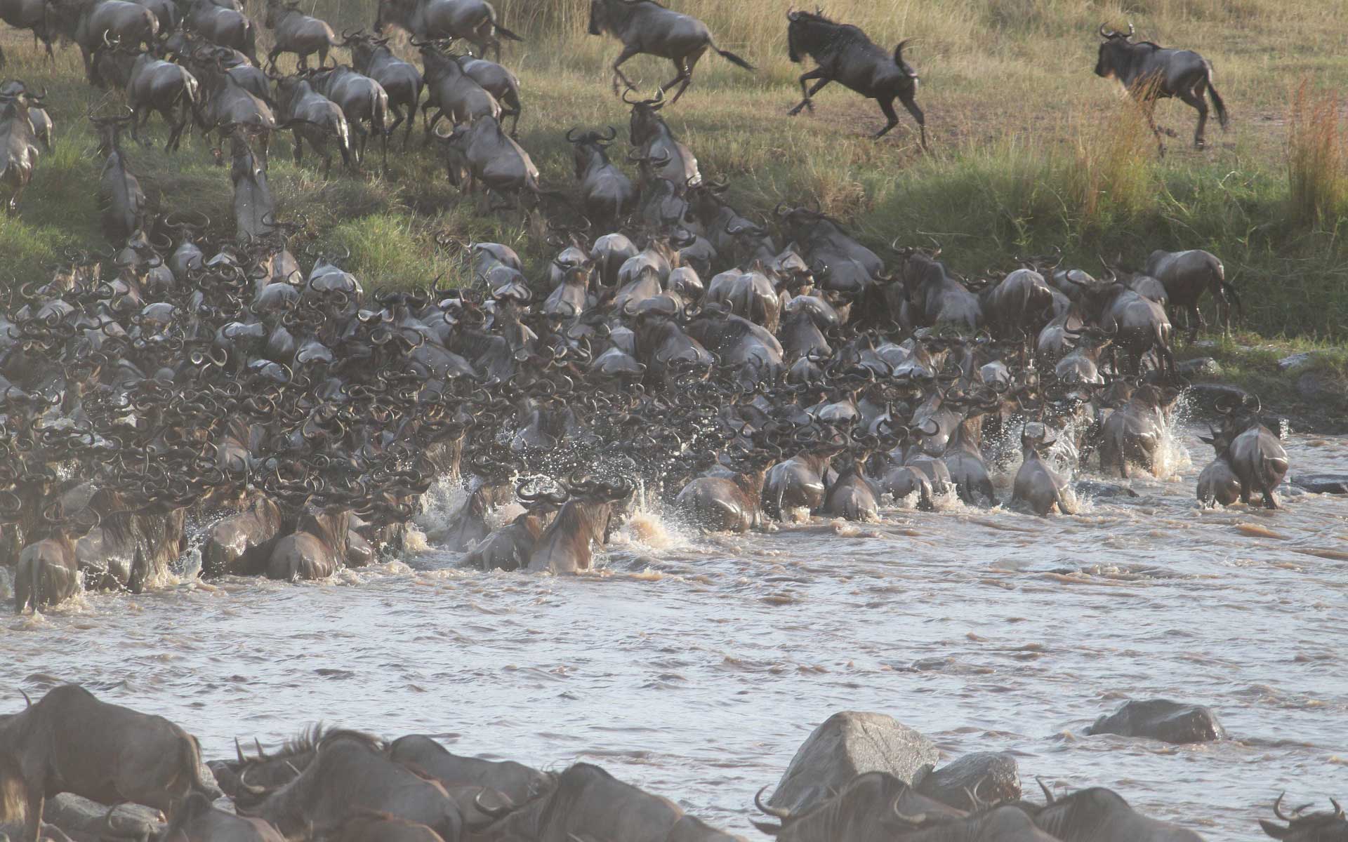 great wildebeest migration cross mara river migrating to kenya from tanzania