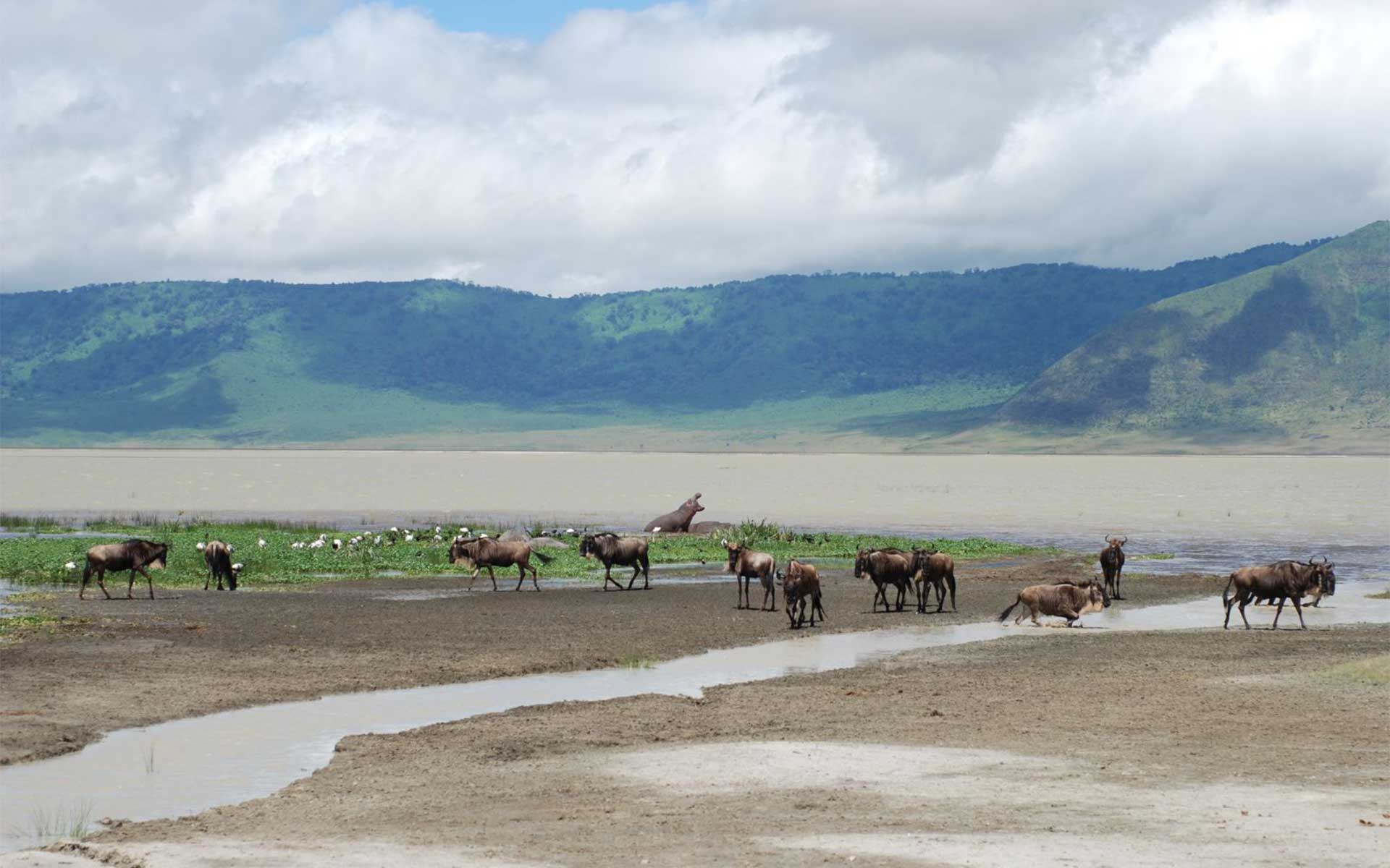 wildebeest grazing at ngorongoro crater conservation area