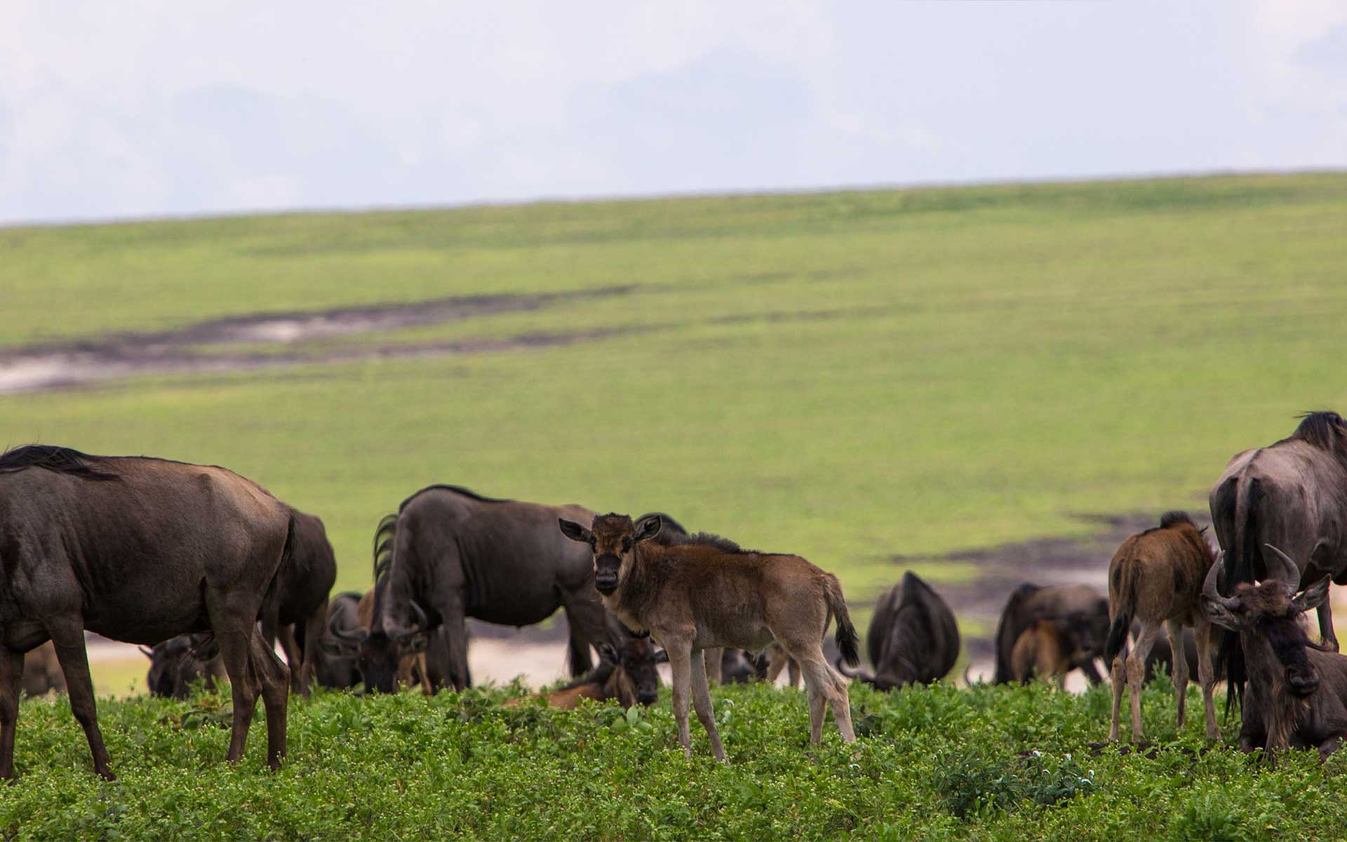 wildebeeste at ngorongoro conservation area tanzania
