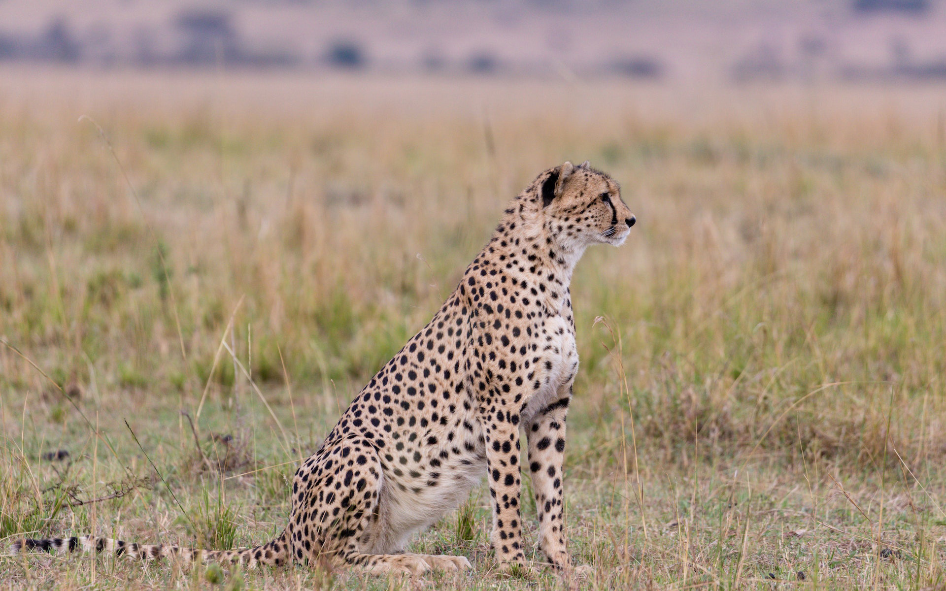 Graceful-cheetah-sitting-in-grassy-savanna-brilliant-safaris-tanzania