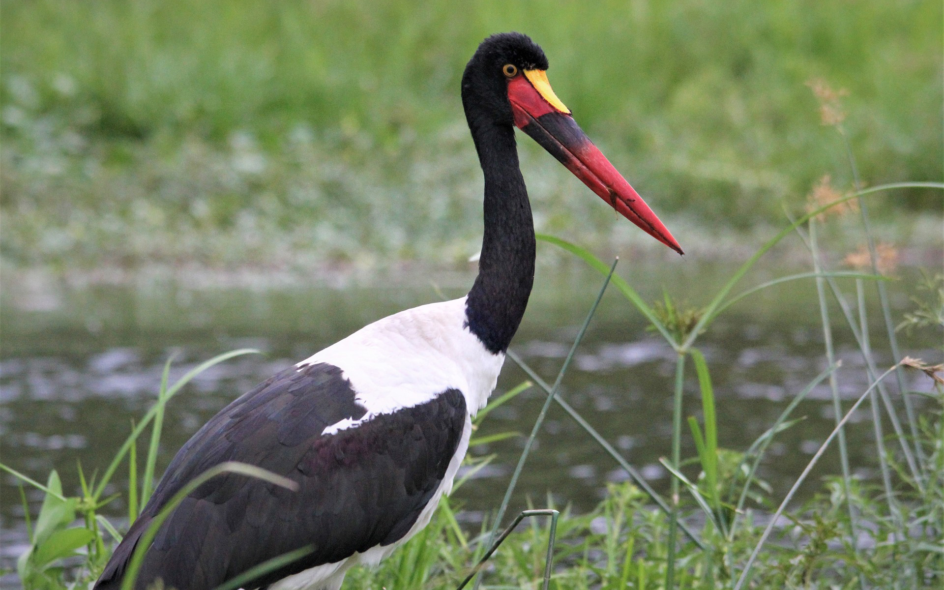 Saddle-Billed-Stork-Brilliant-Safaris-Tanzania