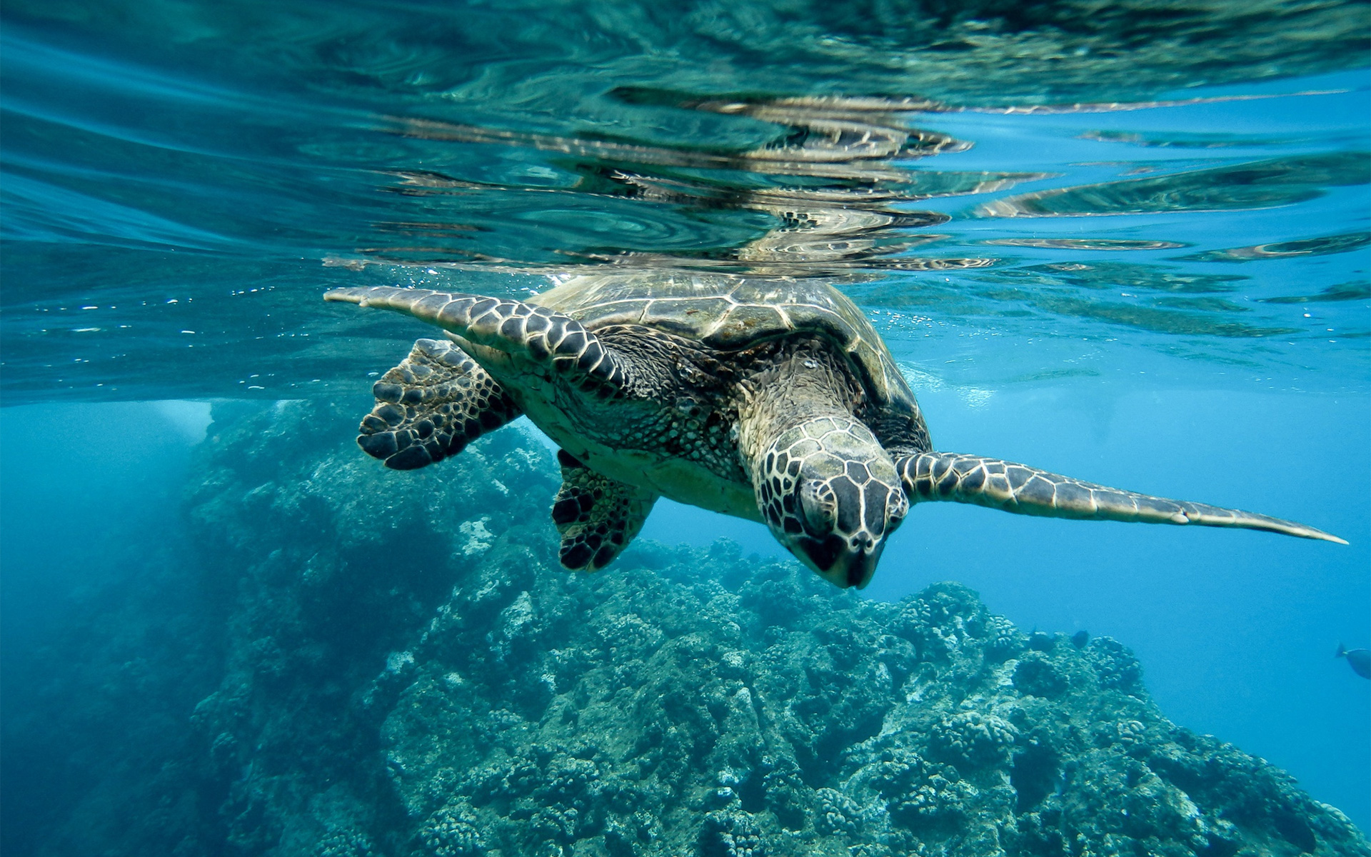 Closeup of a Green Sea Turtle Swimming Underwater Brilliant Safaris Tanzania